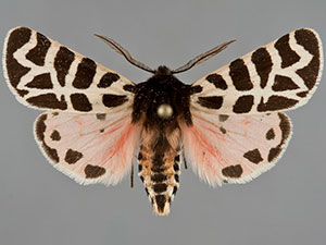 Apantesis nevadensis