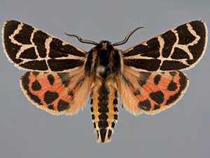 Apantesis nevadensis