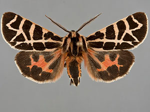 Apantesis nevadensis