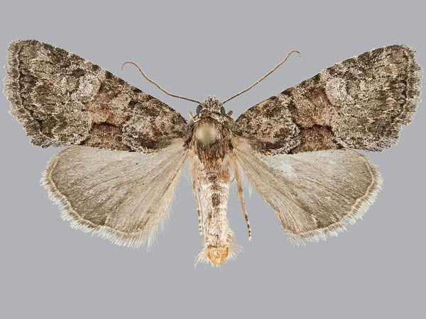 Moth Photographers Group – Neoligia lancea – 9413.5