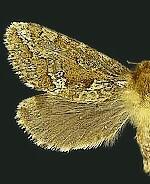 Korscheltellus gracilis