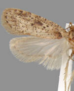 Agonopterix canadensis