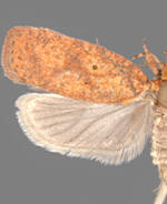 Agonopterix robiniella