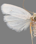 Antaeotricha albulella