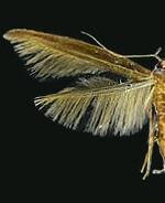 Pyroderces albistrigella