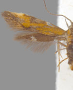 Triclonella bicoloripennis