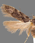 Xenolechia ontariensis