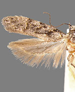 Xenolechia querciphaga