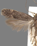 Neodactylota liguritrix