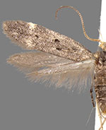 Neodactylota liguritrix