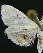 Lipocosma adelalis