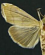 Trischistognatha pyrenealis