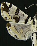 Conchylodes salamisalis
