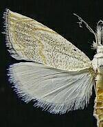 Haimbachia squamulellus