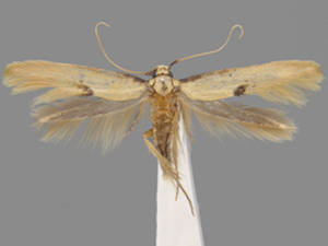 Opogona arizonensis