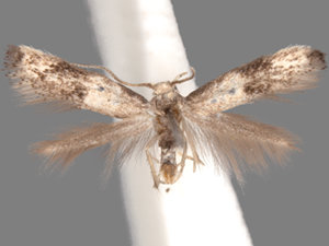 Elachista ciliigera