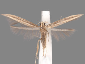 Pyroderces albistrigella
