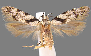 Pseudotelphusa basifasciella