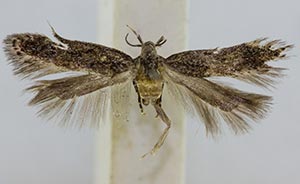 Monochroa fragariae