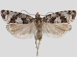 Epinotia indecorana