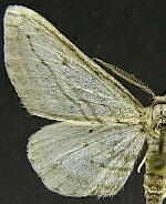Nepterotaea ozarkensis