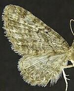 Eupithecia casloata