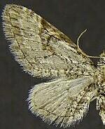 Eupithecia bolterii