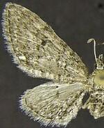 Eupithecia alpinata