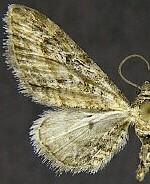 Eupithecia pertusata