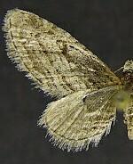 Eupithecia inferior
