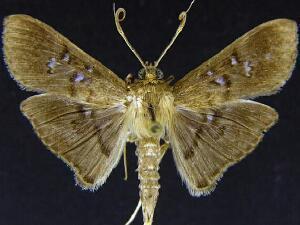 Microthyris prolongalis