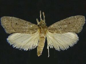 Cacotherapia unicoloralis