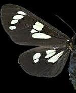 Gnophaela latipennis