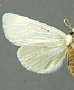 Redingtonia alba
