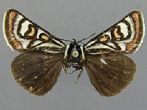 Eupseudomorpha brillians