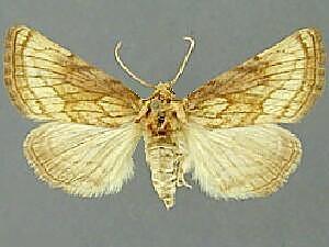 Nocloa duplicatus