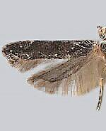 Coleotechnites nigritus