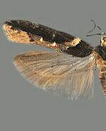 Telphusa longifasciella