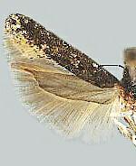 Gnorimoschema albangulata