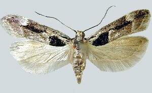 Pseudochelaria pennsylvanica
