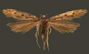 Monochroa quinquepunctella