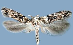 Symmetrischema pallidochrella
