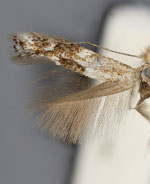 Bucculatrix spectabilis