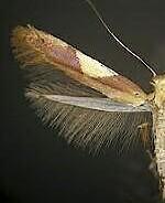 Caloptilia packardella
