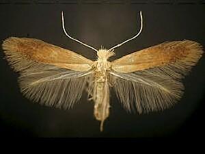 Coptotriche castaneaeella