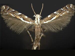 Leucospilapteryx venustella