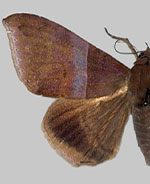 Neophisma tropicalis