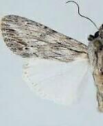 Spodoptera albula