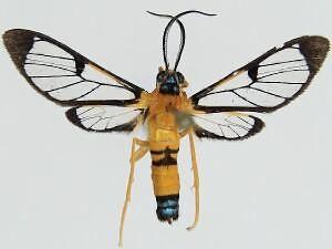 Pseudosphex leovazquezae