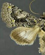 Behrensia conchiformis